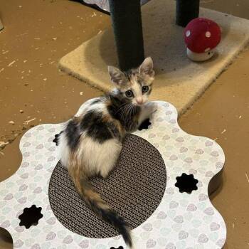 Caraway -  Calico Cat for Adoption in Orlando, Florida - Caraway | PetCurious
