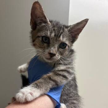 Coral -  Domestic Short Hair Cat for Adoption in Columbus, Georgia - Coral | PetCurious