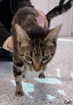 Rescue Domestic Short Hair Cats for Adoption in Knoxville, Tennessee - Cali | PetCurious