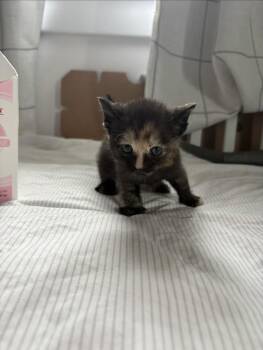 Sharpay Evans -  Tortoiseshell and Domestic Short Hair Cat for Adoption in Washington Township, New Jersey - Sharpay Evans | PetCurious