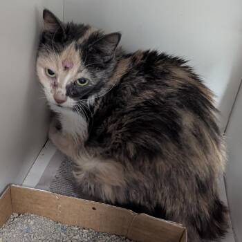 Baby girl -  Domestic Medium Hair Cat for Adoption in Jeffersonville, Indiana - Baby Girl | PetCurious