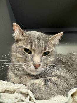 Junie B Jones -  Tabby and Domestic Short Hair Cat for Adoption in Dallas, Texas - Junie B Jones | PetCurious