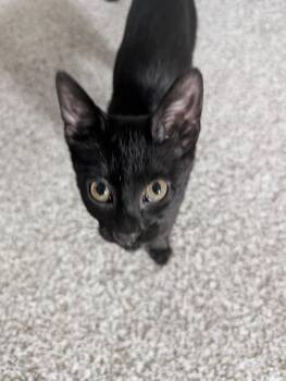 Domestic Short Hair Cats Available for Adoption - Fregola | PetCurious