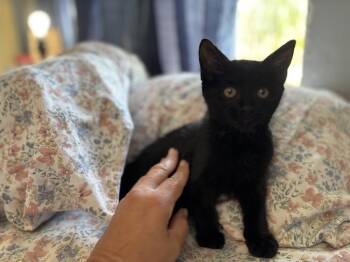 Nemo -  Domestic Short Hair Cat Available for Adoption in Hudson, New Hampshire - Nemo | PetCurious