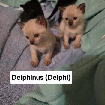 Delphinus -  Domestic Short Hair Cat for Adoption in Madison, Wisconsin - Delphinus | PetCurious