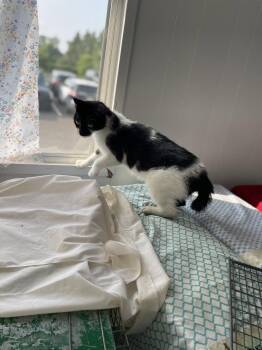 Bright Eyes -  Domestic Short Hair Cat for Adoption in Trenton, New Jersey - Bright Eyes | PetCurious