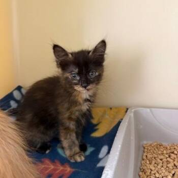 Domestic Medium Hair Cats Available for Adoption - Christina | PetCurious