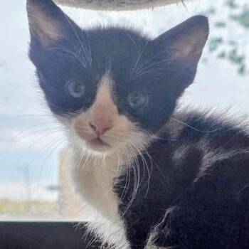 Puff -  Domestic Short Hair Cat Available for Adoption in Midland, Texas - Puff | PetCurious