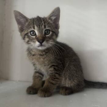 Chico -  Domestic Short Hair Cat for Adoption in Albany, New York - Chico | PetCurious
