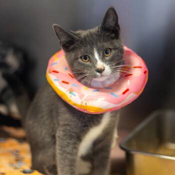 Rescue Domestic Long Hair Cats for Adoption - Norman Bates | PetCurious