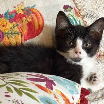 Rescue Domestic Medium Hair Cats for Adoption in Wappingers Falls, New York - Buffy | PetCurious