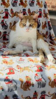Baker -  Domestic Short Hair Cat Available for Adoption in Mckinney, Texas - Baker | PetCurious