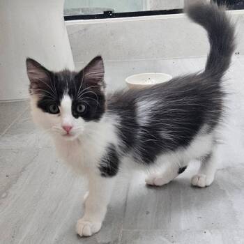 Rescue Domestic Long Hair Cats for Adoption in Santa Ana, California - Sissani | PetCurious