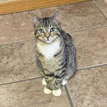 Rescue Domestic Short Hair Cats for Adoption in Elbow Lake, Minnesota - Cheif | PetCurious