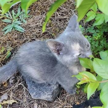Tortie -  Domestic Short Hair Cat for Adoption in Mocksville, North Carolina - Tortie | PetCurious