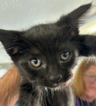 Rescue Domestic Short Hair Cats for Adoption in West Memphis, Arkansas - Panther | PetCurious