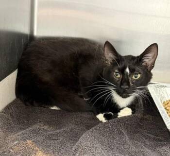 Esme -  Domestic Short Hair Cat for Adoption in Atlanta, Georgia - Esme | PetCurious