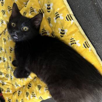 Domestic Short Hair Cats Available for Adoption - Astro | PetCurious