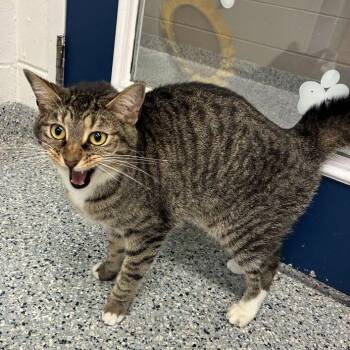 Uni -  Domestic Short Hair Cat for Adoption in Dayton, Ohio - Uni | PetCurious
