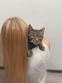 Rescue Domestic Short Hair Cats for Adoption in West Lawn, Pennsylvania - South Ward Mom | PetCurious