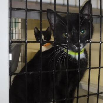 Walker - Adorable Tux -  Tuxedo Cat for Adoption in Hoquiam, Washington - Walker - Adorable Tux | PetCurious