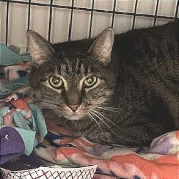 Rescue Domestic Short Hair Cats for Adoption in Cumming, Georgia - Woodrow | PetCurious