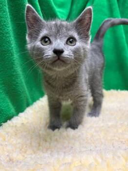 Rescue Domestic Medium Hair Cats for Adoption in Winter Haven, Florida - A1247750 | PetCurious