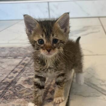 Domestic Short Hair Cats Available for Adoption in Auburn, Alabama - Mila | PetCurious