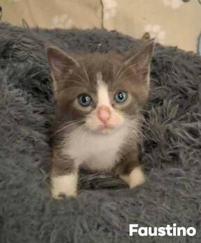 Rescue Domestic Short Hair Cats for Adoption in El Dorado, Arkansas - Faustino | PetCurious