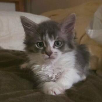 Theremin -  Domestic Short Hair Cat for Adoption in Lakewood, California - Theremin | PetCurious