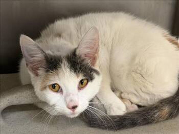 SOLSTICE -  Domestic Short Hair Cat Available for Adoption in Tulsa, Oklahoma - SOLSTICE | PetCurious