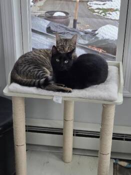 Domestic Short Hair Cats Available for Adoption - Sable | PetCurious