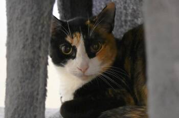 Coco -  Domestic Short Hair Cat Available for Adoption in Saint James City, Florida - Coco | PetCurious