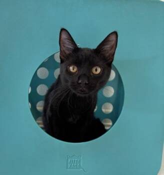 Domestic Short Hair Cats Available for Adoption in Honolulu, Hawaii - Shavah | PetCurious