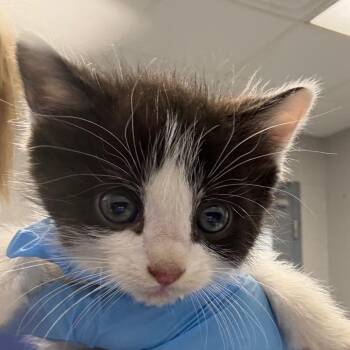 Domestic Medium Hair Cats Available for Adoption in Greenville, South Carolina - Anchor | PetCurious