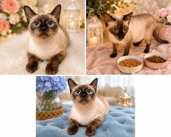 Gemma -  Siamese and Domestic Short Hair Cat for Adoption in Magnolia, Texas - Gemma | PetCurious