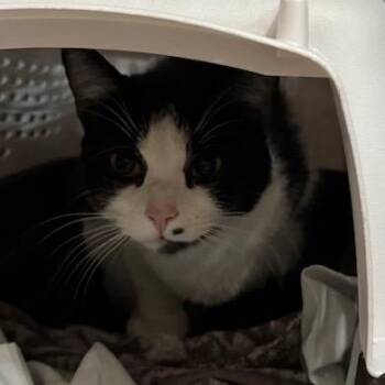 Domestic Short Hair Cats Available for Adoption - 0326-105 Marilyn | PetCurious