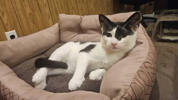 Clyde -  Domestic Short Hair Cat for Adoption in Milltown, New Jersey - Clyde | PetCurious