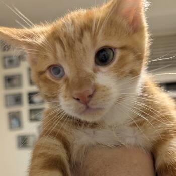 Rescue Domestic Short Hair Cats for Adoption in Troy, Illinois - Raven | PetCurious