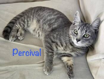 Percival -  Domestic Short Hair Cat for Adoption in Reston, Virginia - Percival | PetCurious