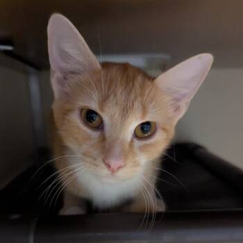 Ginger -  Domestic Short Hair Cat for Adoption in Jeffersonville, Indiana - Ginger | PetCurious