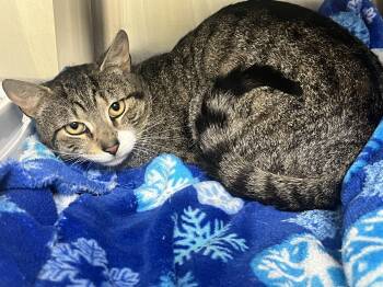 Shy Ty -  Domestic Short Hair and Tabby Cat for Adoption in Mendham, New Jersey - Shy Ty | PetCurious