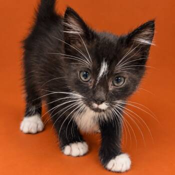 Barrel -  Domestic Long Hair Cat for Adoption in Concord, North Carolina - Barrel | PetCurious