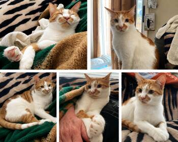 Graci -  Domestic Short Hair Cat for Adoption in Brampton, Ontario - Graci | PetCurious