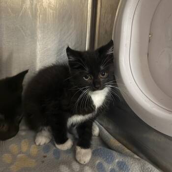 Wellsy -  Domestic Short Hair Cat for Adoption in Jacksboro, Tennessee - Wellsy | PetCurious