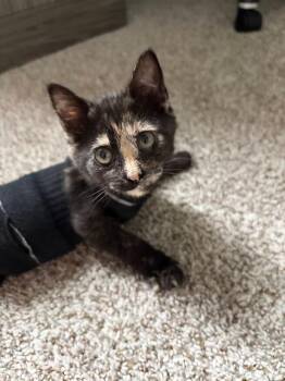 Domestic Short Hair Cats Available for Adoption in Anna, Texas - Nina | PetCurious