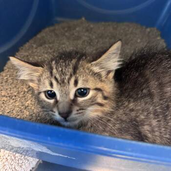 Pomni -  Domestic Short Hair Cat for Adoption in South Haven, Michigan - Pomni | PetCurious