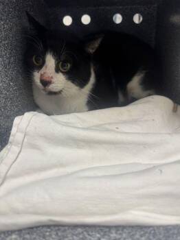 Joshua -  Domestic Short Hair Cat for Adoption in Sevierville, Tennessee - Joshua | PetCurious
