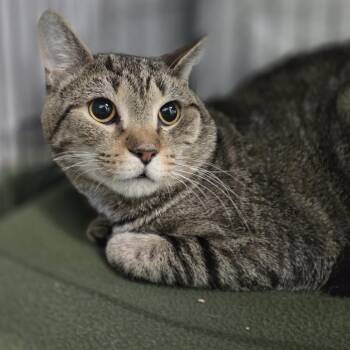 Domestic Short Hair Cats Available for Adoption in Pittsford, Vermont - Theo | PetCurious