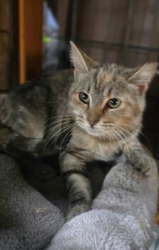 Do you wanna build a snowman, I mean forever home"Anna"" -  Domestic Short Hair Cat for Adoption in Elizabeth, Pennsylvania - Do You Wanna Build A Snowman, I Mean Forever Home"Anna"" | PetCurious